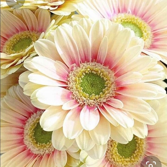 Meet your Posher, Kelly - Picture 1 of 1